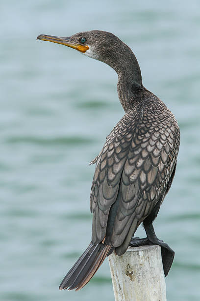 istock Little cormorant, Javanese cormorant (Microcarbo niger) 487695106