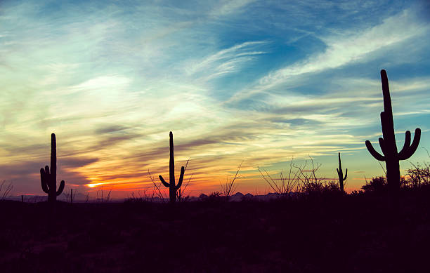 vintage tramonto al saguaro national park, arizona - nevada usa desert arid climate foto e immagini stock