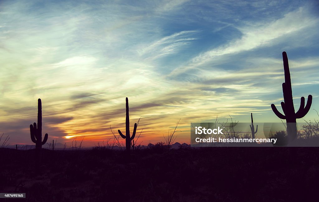 Vintage sunset at Saguaro National Park, Arizona America / USA / Cactus / Wild West / New Mexico / Las Vegas / Sunset / Sky Background Desert sunset Desert Area Stock Photo