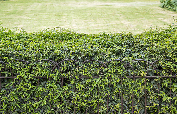 istock Iron fence coverd with green plants 487695353