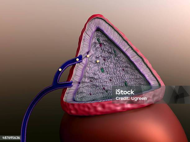 Glándula Suprarrenal Foto de stock y más banco de imágenes de Glándula humana - Glándula humana, 2015, Adrenalina