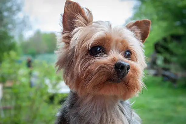 Yorkshire terrier close-up