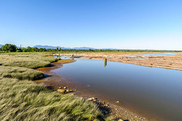 istock river port with beach grass and floating logs 487695970
