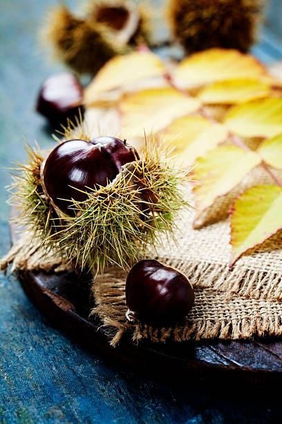 istock Autumn concept with Chestnuts and leaves 487696164