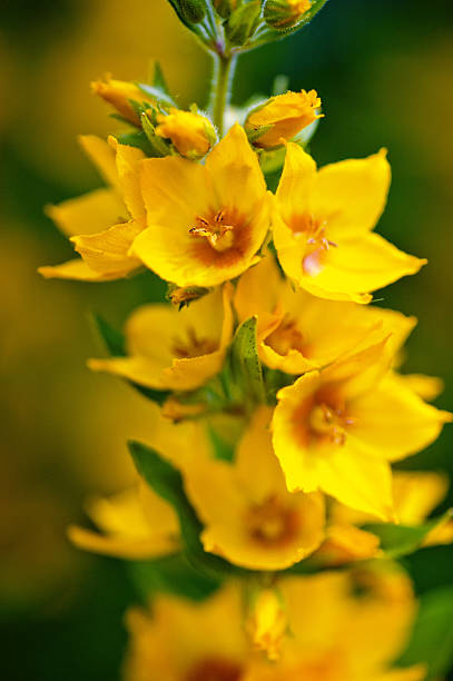 Lysimachia - Photo