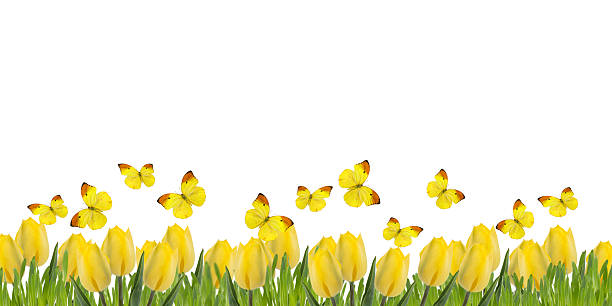 istock Postcard with fresh tulips and grass 487696391
