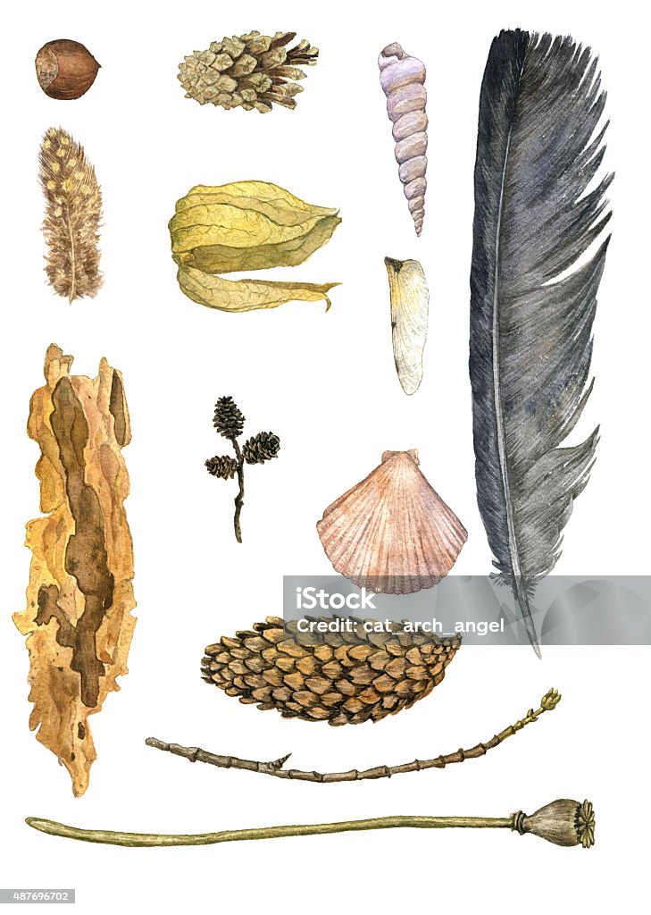 watercolor set of nature objects watercolor set of nature objects, wing of dragonfly and shell,twig and piece of pine bark, feather and cones at white background, hand drawn illustration 2015 stock illustration