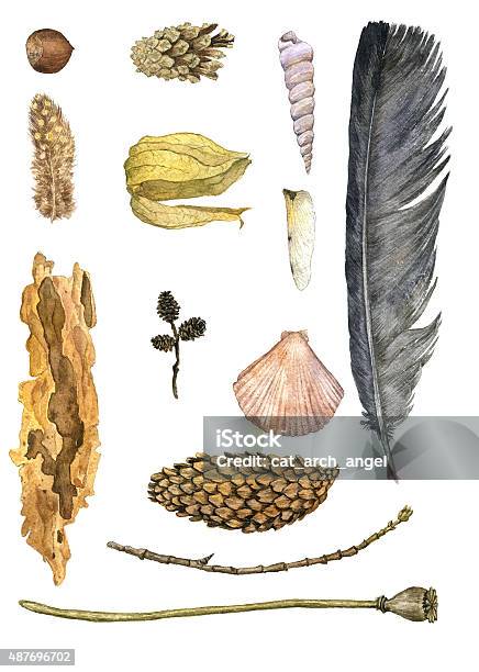 Watercolor Set Of Nature Objects Stock Illustration - Download Image Now - 2015, Art, Art And Craft