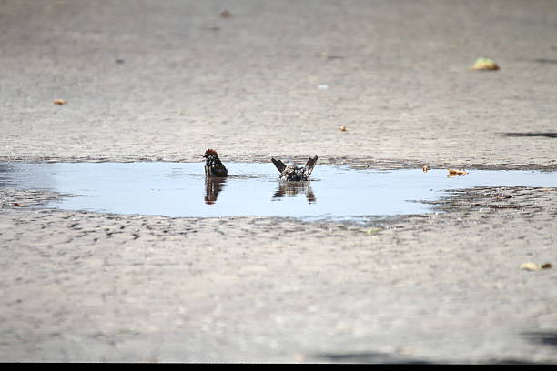 sparrow - bird water bath garden stockfoto's en -beelden