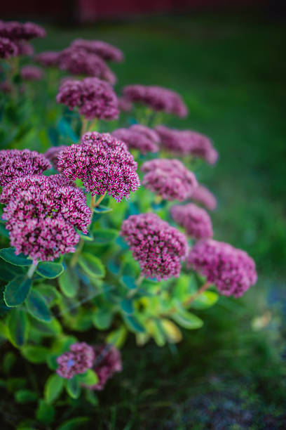 Sedum Hylotelephium is a large genus of flowering plants in the family Crassulaceae, members of which are commonly known as stonecrops.