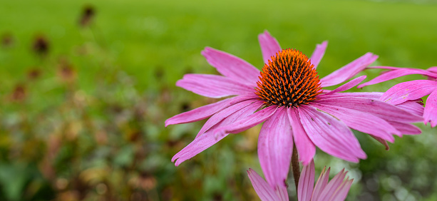 The spiny center of the head showing the paleae, from which the name derives Echinacea is a genus, or group of herbaceous flowering plants in the daisy family, Asteraceae. The echinacea genus has nine species, which are commonly called coneflowers.