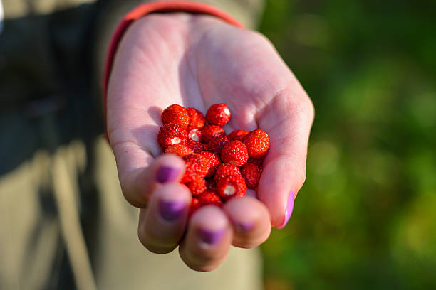 istock Wild Strawberries In Woman Hands 487697902
