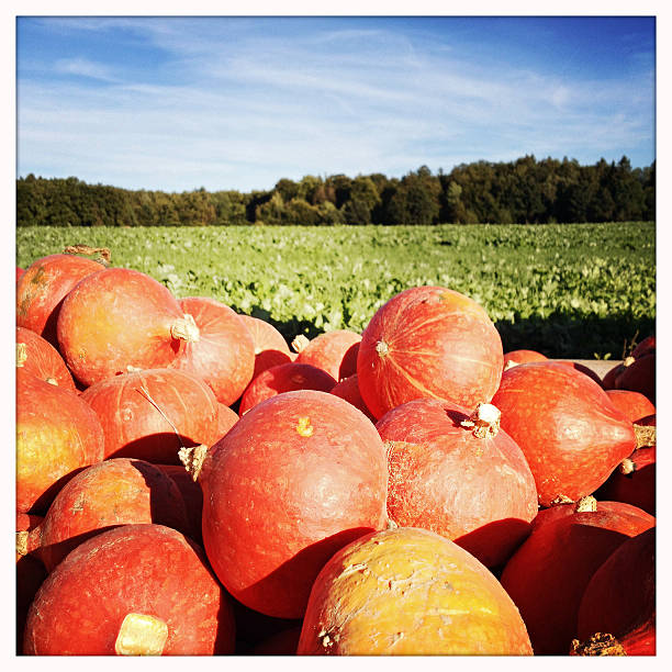 A pile of orange hokkaido pumpkins. Shot with an iPhone.
