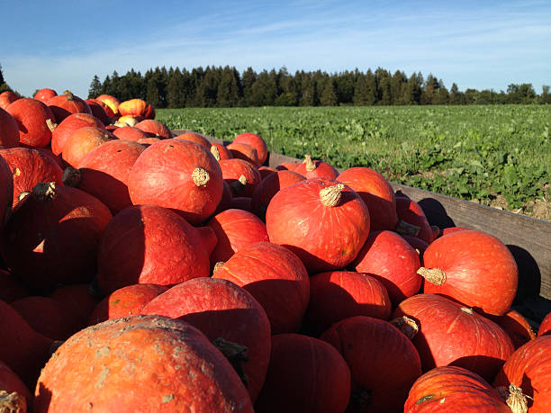 A pile of orange hokkaido pumpkins. Shot with an iPhone.