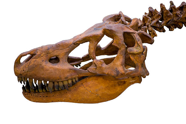 istock Tyrannosaurus rex skeleton skull isolated on white background 487701554