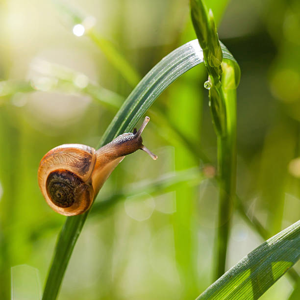 istock Little snail on green grass 487701988