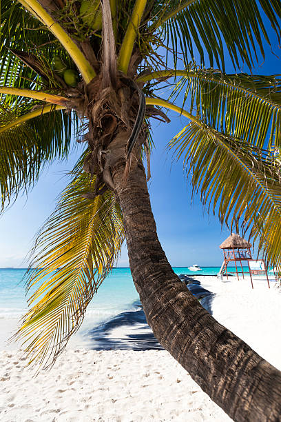 istock Tropical white sand beach with coconut palm trees. 487702208