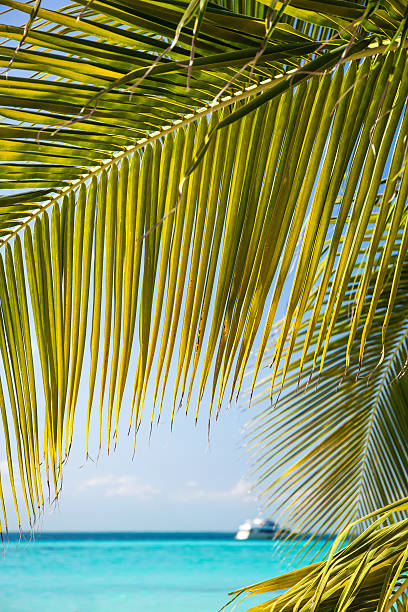 istock Tropical white sand beach with coconut palm trees. 487702228