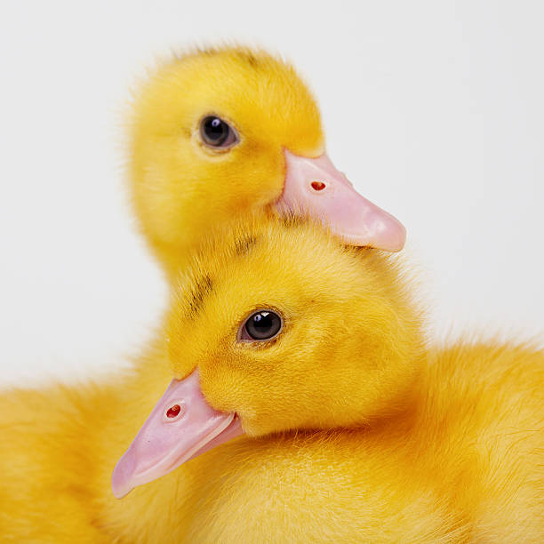 istock Little duck isolated on white background 487705446