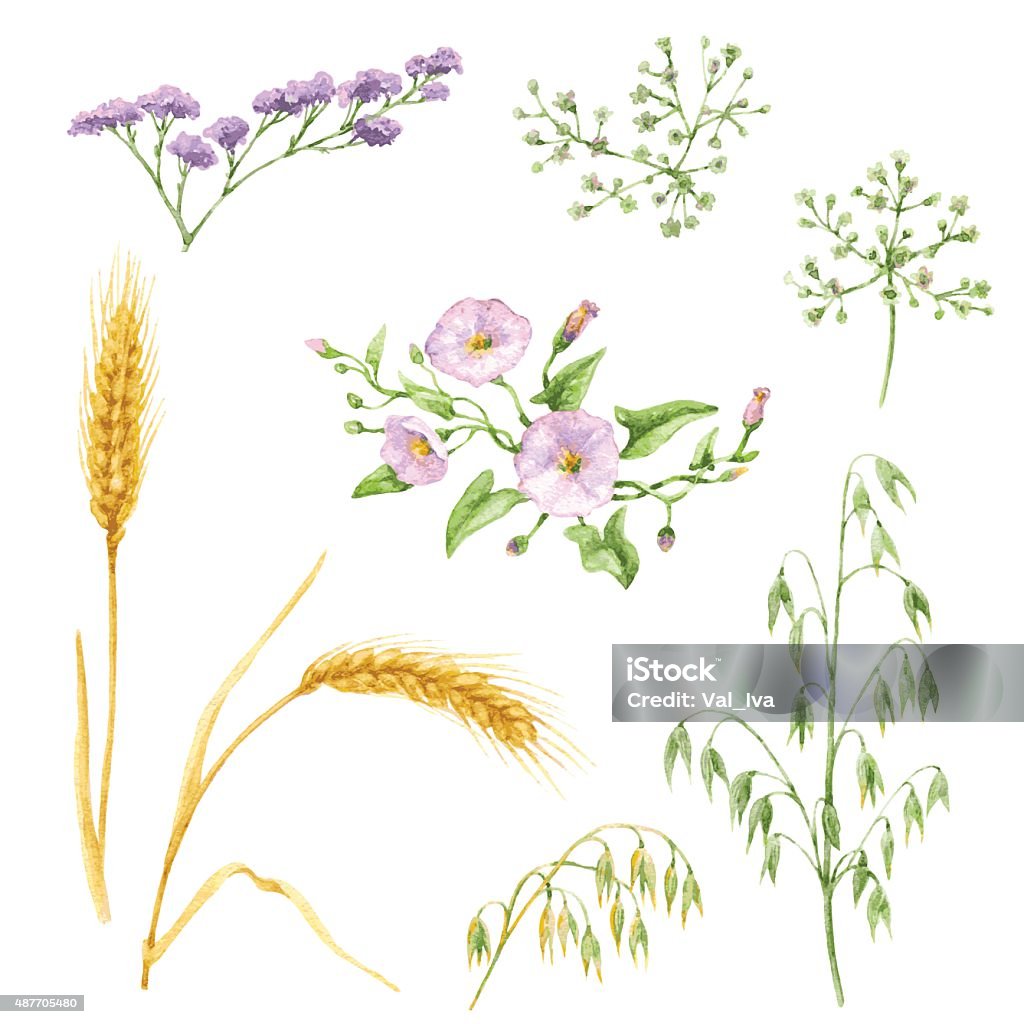 Floral elements Watercolor elements of wildflowers and cereals isolated on white background. Floral set. Watercolor Painting stock vector