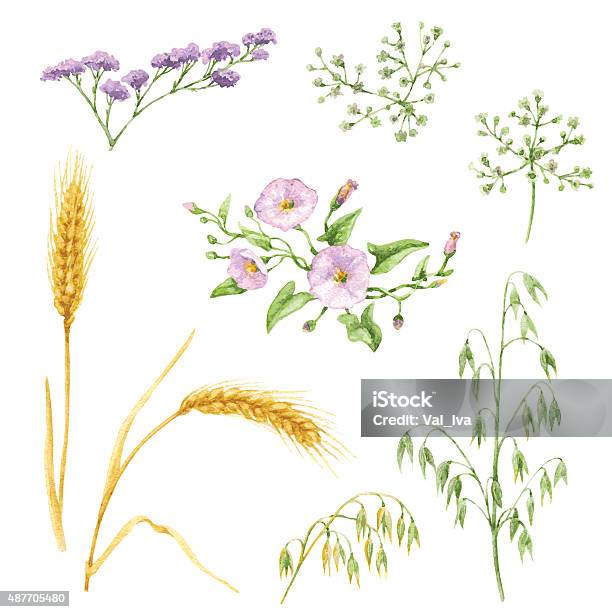 Floral Elements Stock Illustration - Download Image Now - Watercolor Painting, Wheat, Oat - Crop