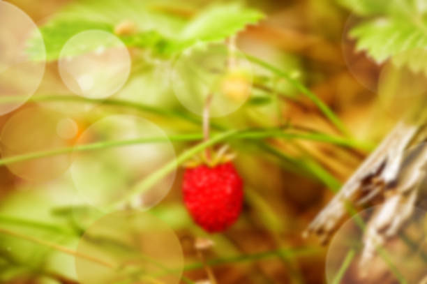 Blur Wood strawberries and green leaves closeup stock photo