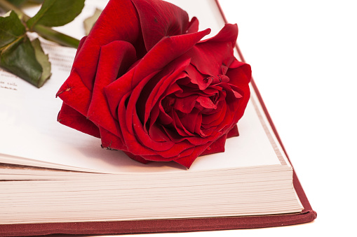 open book and red rose isolated on white