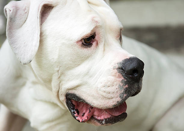 istock White American Bulldog Close up 487712432
