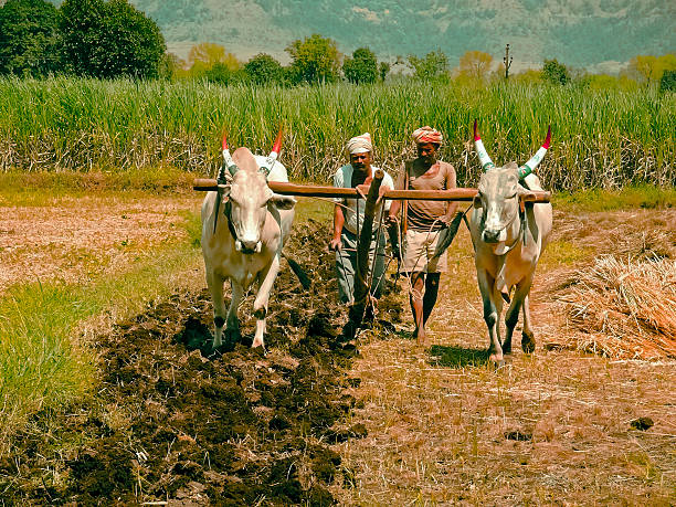 farmer ploughing a field by traditional way, Maharashtra, Maharashtra, India - October 25, 2007: A farmer ploughing a field by a traditional way,  maharashtra photos stock pictures, royalty-free photos & images