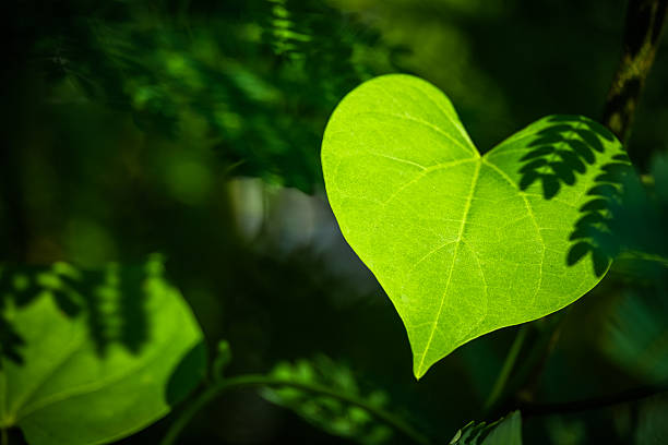 Heart leaf stock photo