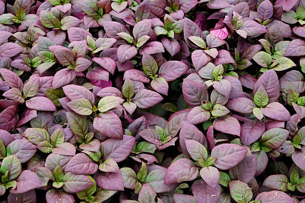 istock background of beautiful purple leaves garden 487721082