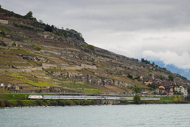Train between vineyard and lake stock photo