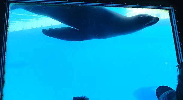 Playful Sealion Leaves a Bubble Trail Underwater