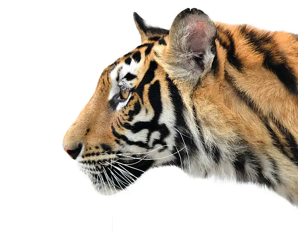 Photo of bengal tiger face isolated