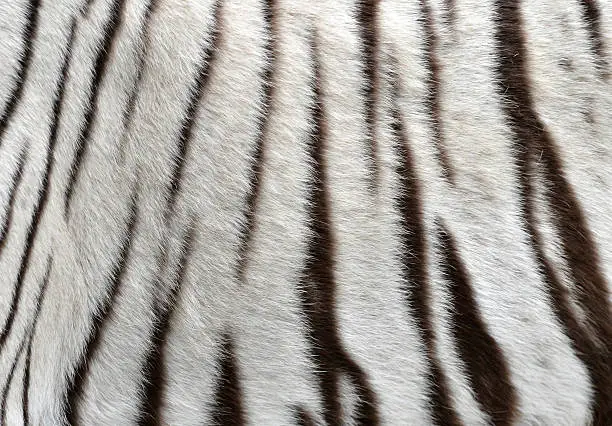 close up of white bengal tiger fur
