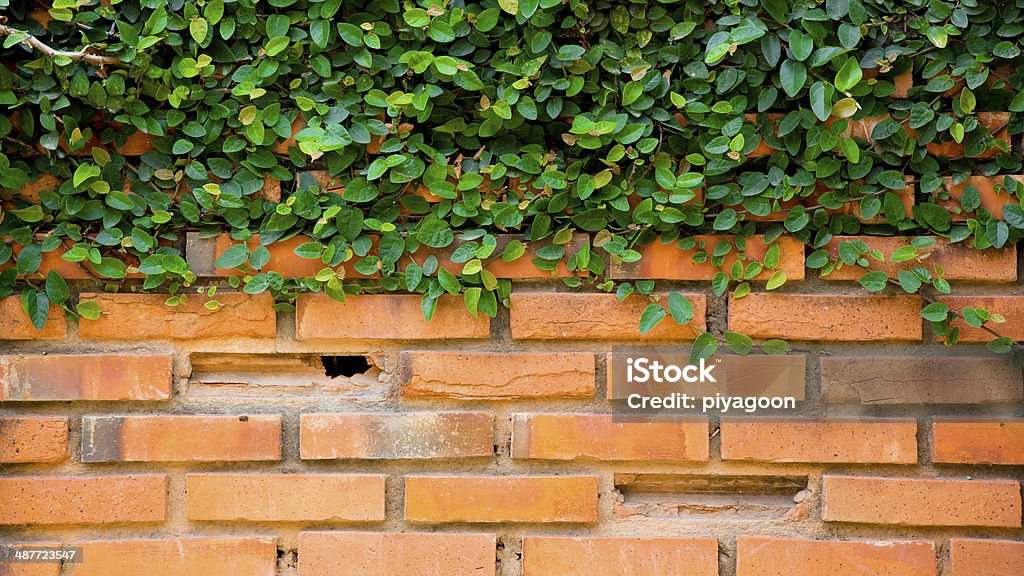 Verdes en la pared de ladrillos - Foto de stock de Botánica libre de derechos