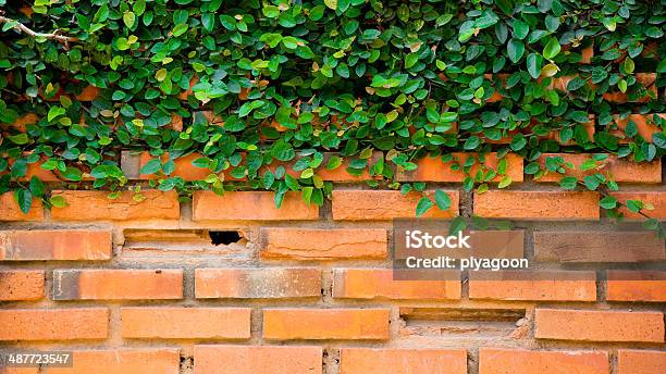 Verdes En La Pared De Ladrillos Foto de stock y más banco de imágenes de Botánica - Botánica, Crecimiento, Decoración - Objeto