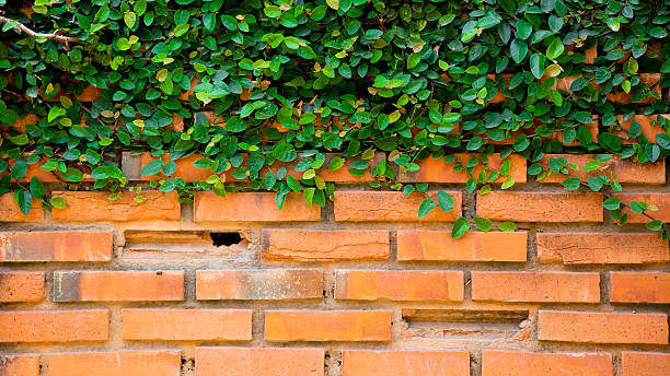 istock Green ivy on the brick wall 487723547