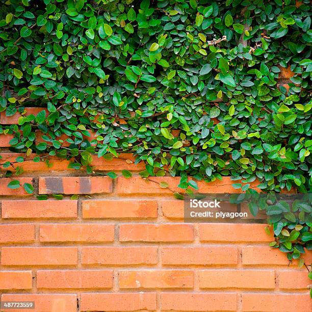 Зеленый Плющ На Фоне Кирпичной Стены — стоковые фотографии и другие картинки Без людей - Без людей, Ботаника, Ветвь - часть растения