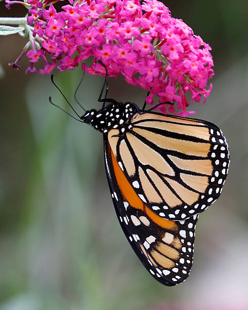 Monarch Butterfly on a Butterfly Bush