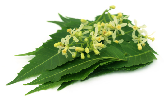 Medicinal neem leaves and flower over white background