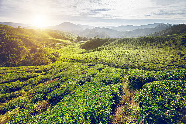 istock Tea plantation in Cameron highlands 487725210