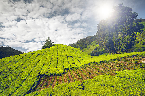 istock Tea plantation in Cameron highlands 487725214