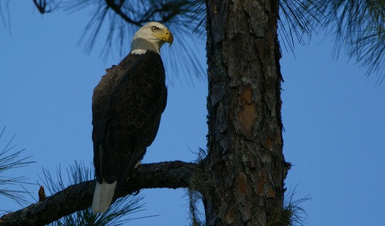 Bald Eagle sitting in a pine tree in central Florida