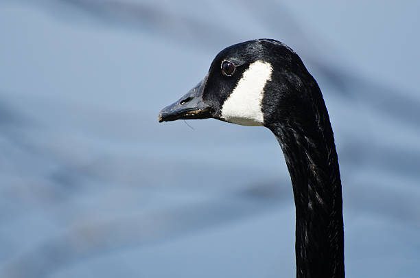 istock Close Up Profile of Canada Goose 487725609