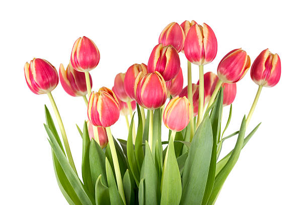 istock Bunch of red tulips on a white background 487725621