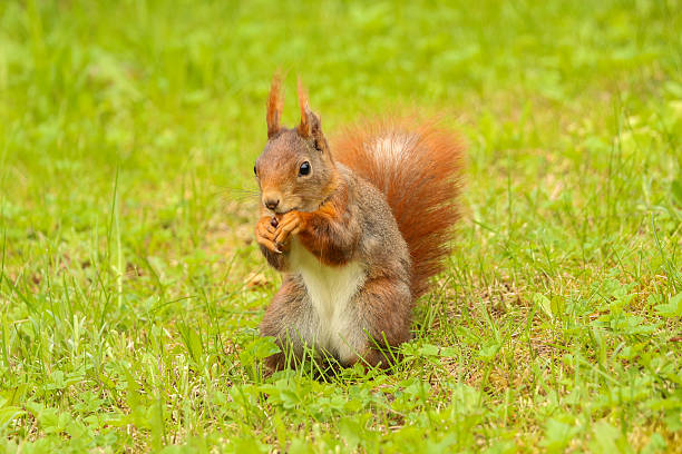istock squirrel sitting in green grass eating a nut 487725884