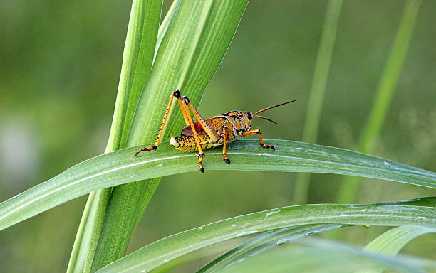 istock insects and reptiles and macro 487726177