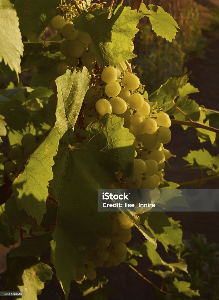 Grape Green grape in sun light Branch - Plant Part Stock Photo