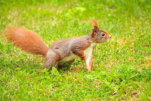 istock Squirrel standing in grass with one leg up 487726804